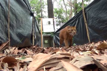 BKSDA Aceh lepas liarkan kucing emas yang sempat luka terkena jerat