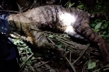 BKSDA Sumbar paparkan kasus harimau mati terperangkap jerat babi