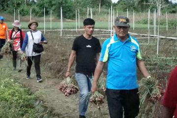Jaga ketahanan pangan, Pemkot Jayapura panen 3,5 ton bawang merah