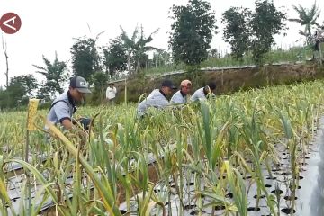 "Food estate" antara ketahanan pangan dan kesejahteraan petani