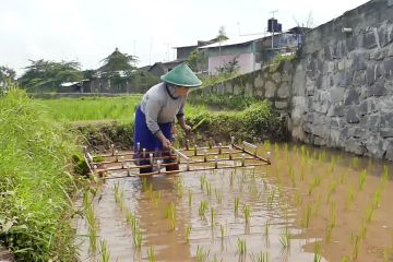 Temanggung perluas areal tanam jaga ketersediaan beras