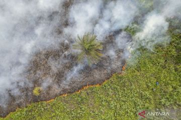 Kebakaran hanguskan 10 hektare lahan di Muaro Jambi