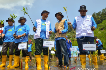Penanaman 1.000 mangrove di kawasan wisata Teluk Buo