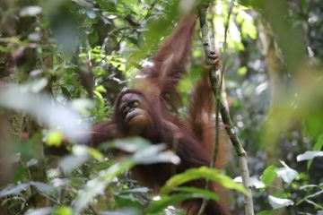 Dua orangutan dilepasliarkan di TN Betung Kerihun Danau Sentarum