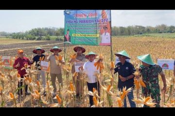 Menko PMK ikuti panen raya jagung hibrida di Ponorogo