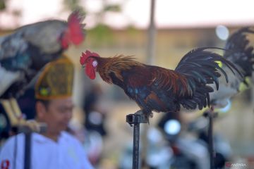 Puluhan ayam Kukuak Balenggek ikuti kontes di Padang