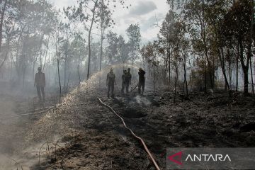 Luas lahan terbakar di Kalteng sejak Januari-Agustus 2024 seluas 384,85 hektare