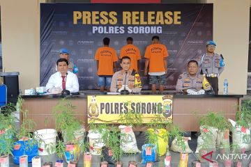 Polres Sorong ringkus tiga tersangka penanam 44 pohon ganja di Sorong