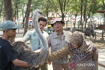 Hewan di Safari Beach diperiksa untuk antisipasi antraks