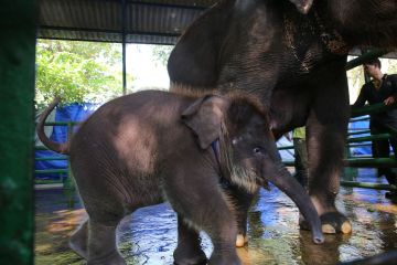 Wali Kota Eri berikan nama anak gajah KBS Rocky Balboa