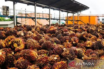 Petani sawit di Aceh Singkil menikmati hasil kemitraan