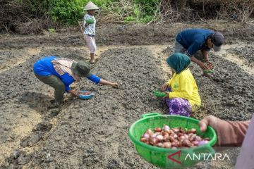 Gerakan Tanam Bawang Merah di Palu