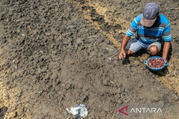 Gerakan Tanam Bawang Merah di Palu