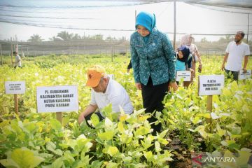 Pemprov Kalbar kurangi emisi karbon dengan gerakan tanam sayur