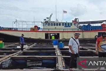 Penambang timah di Belitung beralih profesi budi daya kerapu