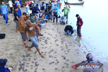 1.107 tukik tuntong laut dilepasliarkan ke Laut Selat Malaka