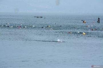 Lomba renang lintas Teluk Palu