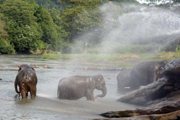 Mengintip aktivitas harian di panti asuhan gajah di Sri Lanka