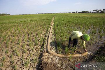 Some areas in Indonesia experience drought
