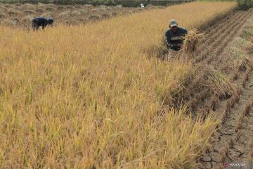 Pengertian nilai tukar petani dan cara menghitungnya