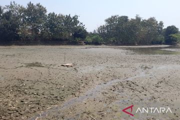 Musim kemarau, Situ Ciwaka di Walantaka Kota Serang mengering