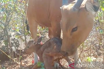 Banteng Jawa kembali melahirkan bayi betina di "SSB" TN Baluran