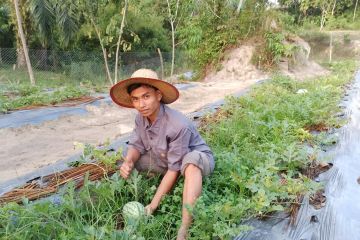 BRGM fasilitasi budi daya pertanian lahan tanpa bakar di Rokan Hilir