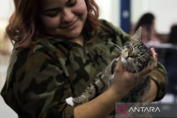 Sebanyak 23 spesies mamalia terinfeksi flu burung H5 di AS