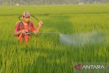 Produksi padi di Karawang sempat turun akibat serangan hama