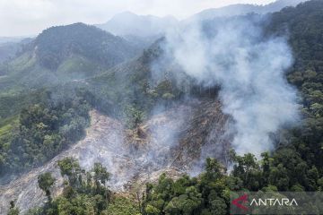 Hutan di kawasan penyangga Taman Nasional Bukit Tigapuluh terbakar