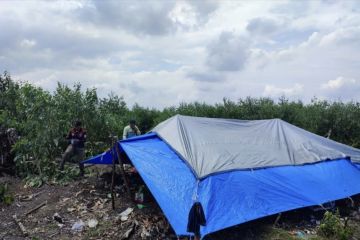 BBKSDA Riau kosongkan lokasi harimau menyerang pekerja di Pelalawan