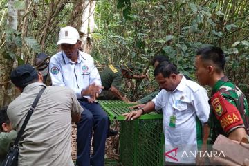 Umpan kambing remaja, BKSDA Bengkulu pasang perangkap harimau