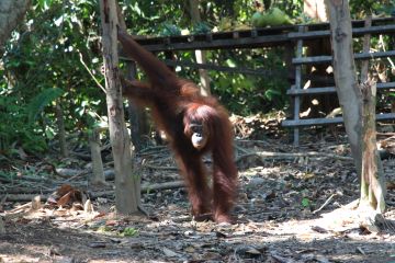 BOS: 300 orang utan menunggu pelepasliaran