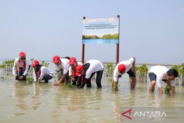 AHM tanam ribuan mangrove perkuat mitigasi perubahan iklim