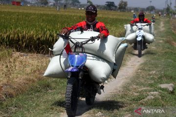 Jasa ojek khusus angkut gabah petani di Ngawi 