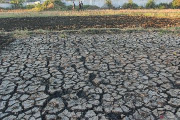 BMKG: Sumba Timur di NTT satu-satunya daerah  tak hujan, sudah 43 hari