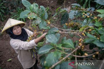 Dukungan PHE untuk pelestarian alam dan kopi Puntang