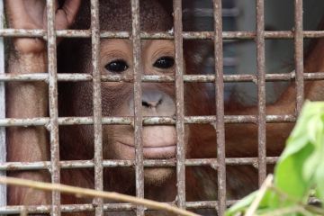 Gakkum KLHK gagalkan perdagangan dua individu orang utan di Kalbar