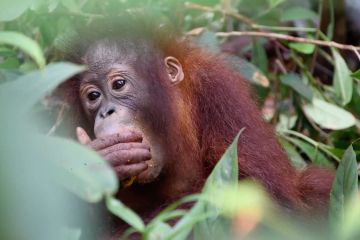 Hari Orang Utan, BKSDA dan BOSF Kalteng ingatkan pentingnya habitat