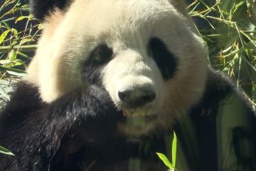 Kebun Binatang San Diego sambut panda kesayangan di Hari Panda