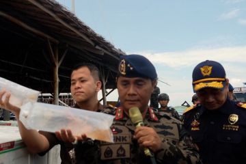 PSDKP gagalkan penyelundupan benih lobster ke Vietnam senilai Rp90 M