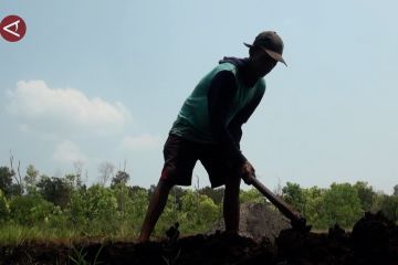 Petani di Kalampangan olah lahan gambut tanpa lakukan pembakaran