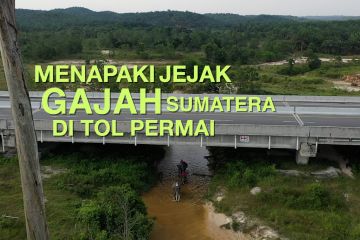 Menapaki jejak gajah Sumatera di Tol Permai (bagian 3)