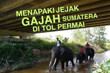 Menapaki jejak gajah Sumatera di Tol Permai (bagian 2)