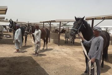 “Buzkashi,” tradisi berkuda khas warga Afghanistan