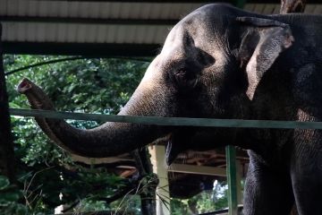 Tingkatkan kesadaran pentinya konservasi di Hari Gajah Sedunia