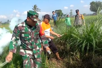 Turunkan populasi hama tikus melalui gropyokan dan pemasangan rubuha