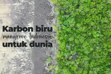 Karbon biru mangrove Indonesia untuk dunia (bagian 1)