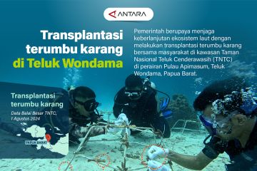 Transplantasi terumbu karang Teluk Wondama