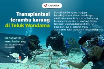 Transplantasi terumbu karang Teluk Wondama